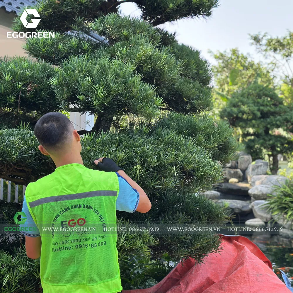 Cây cảnh cỡ lớn được dự đoán lên ngôi trong năm 2026.